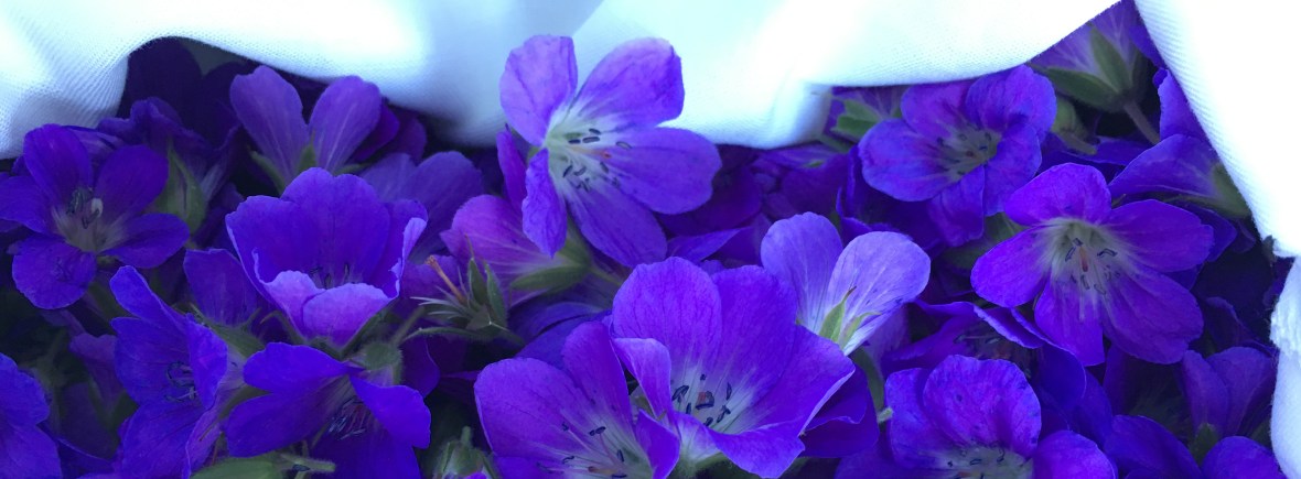 Cours d'herboristerie du Chalet des Fées