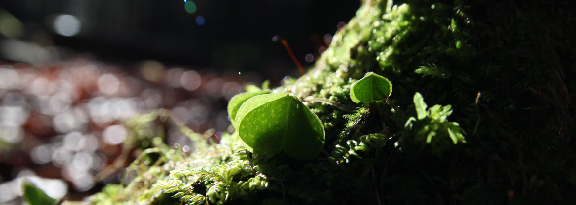 Formation d'herboristerie de 4 jours au fil des saisons