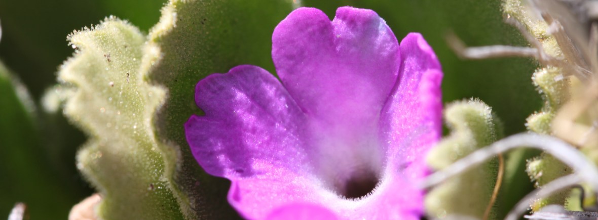 Week-end d'approfondissement de l'herboristerie