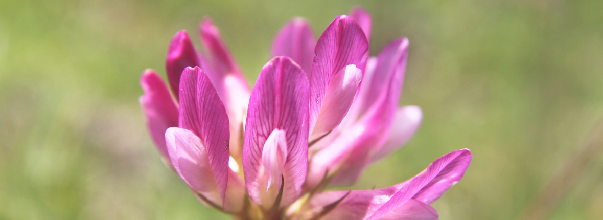 Initiation à la botanique