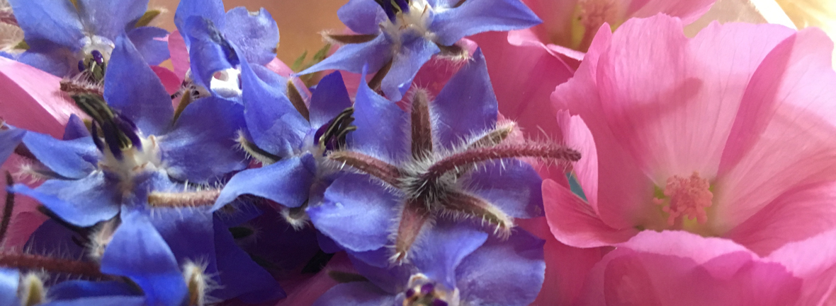 A propos du Chalet des Fées